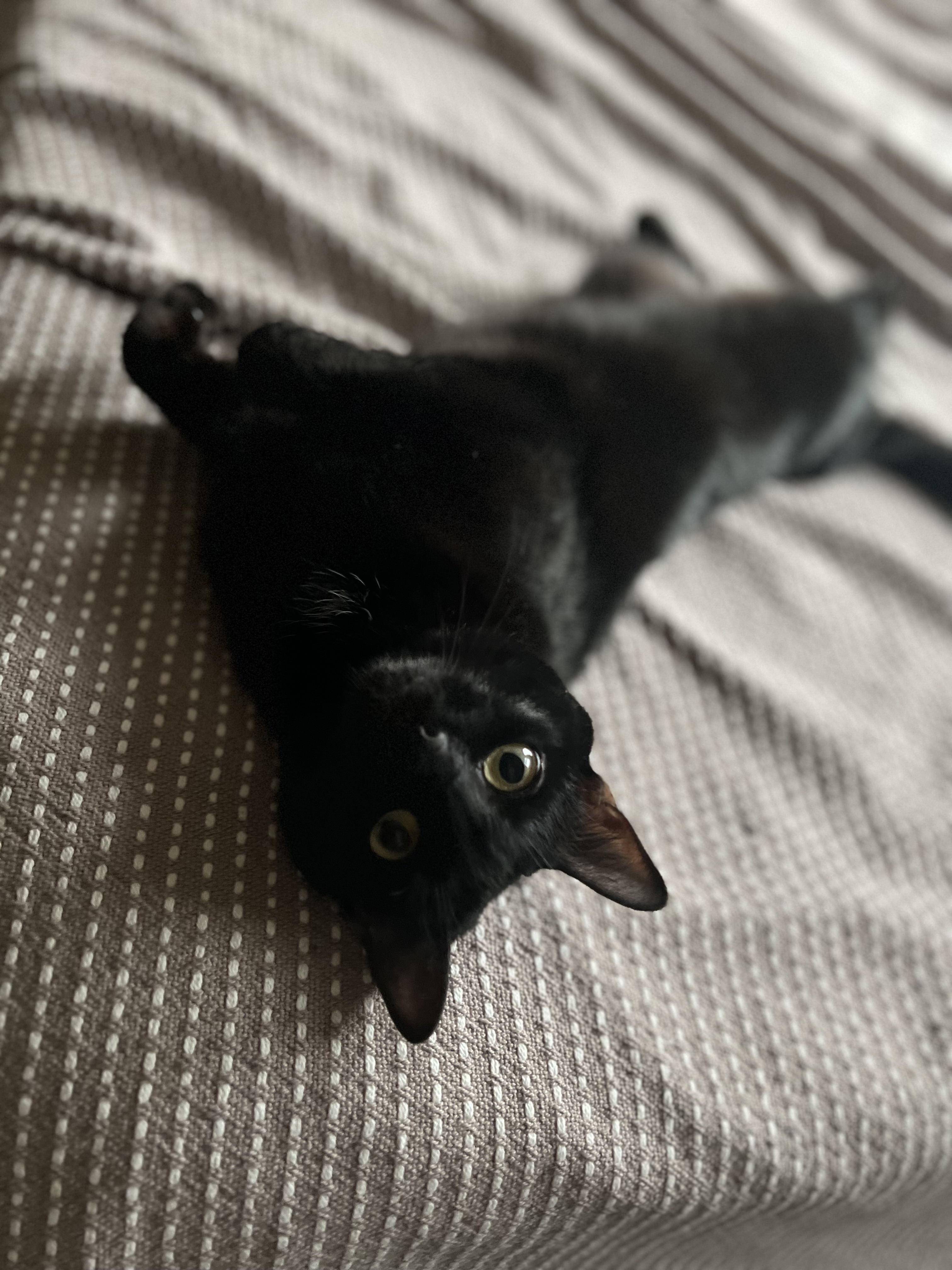 Bit lounging on the bed.