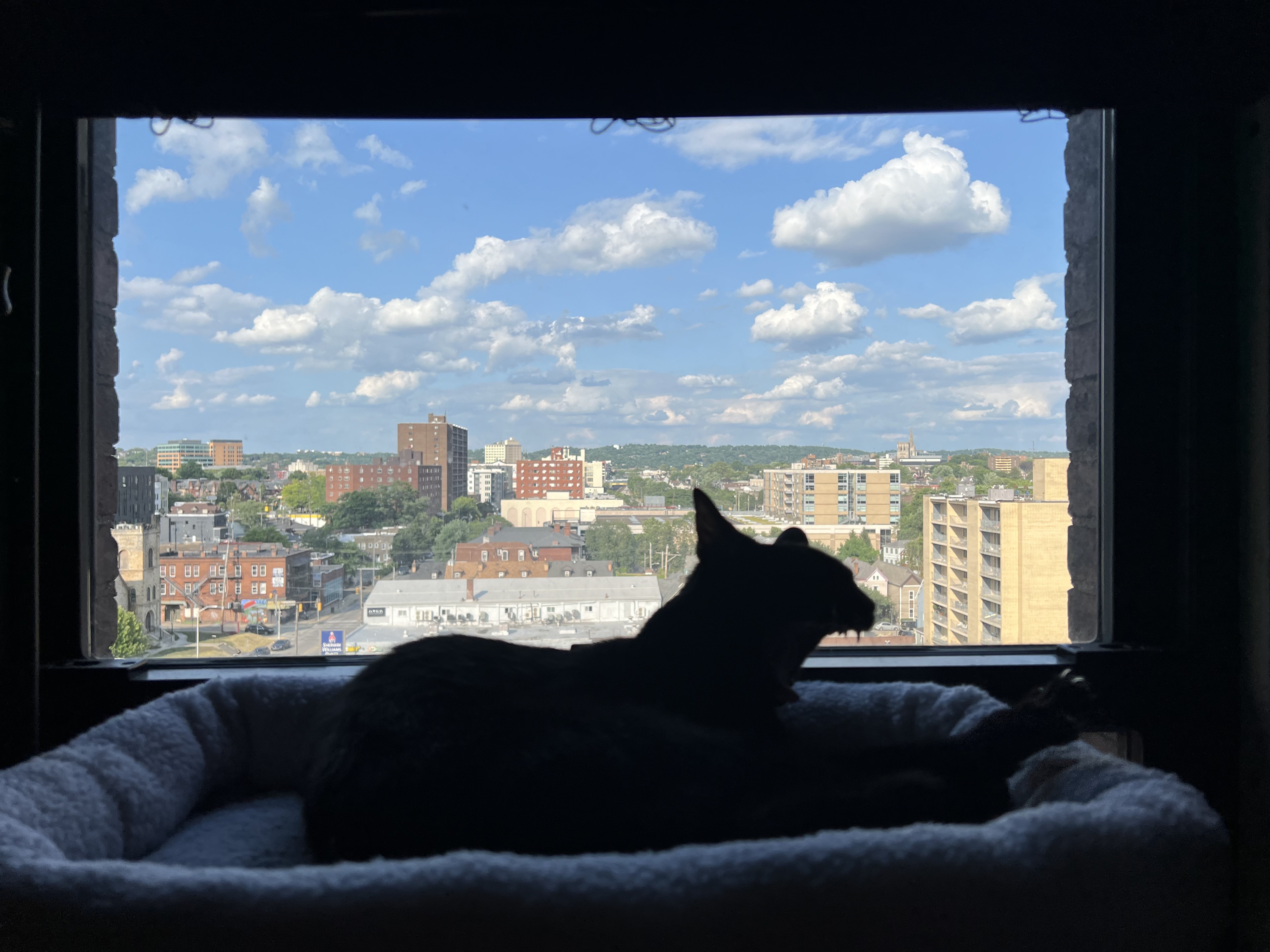 Bit yawning on a window perch.